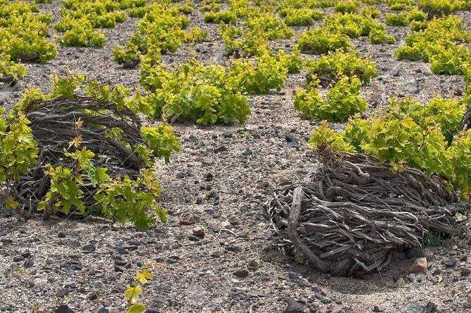 Complete Santorini Wine Experience - Scheduling Your Tour