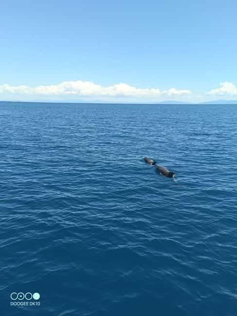 Complete tour of Elba Island - FAQ