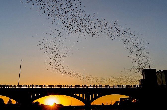 Congress Bridge Kayaking Bat Tour - Final Thoughts: Is This the Right Experience for You?