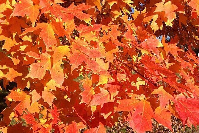 Connecticut Maple Foliage 1 Day Tour From New York - The Value for Scenic Sights, History, and Outdoor Fun