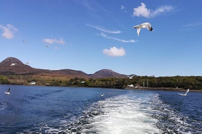 Connemara & Inishturk Island wildlife watching cruise. Private guided Full-day - Analyzing the Cost and Value