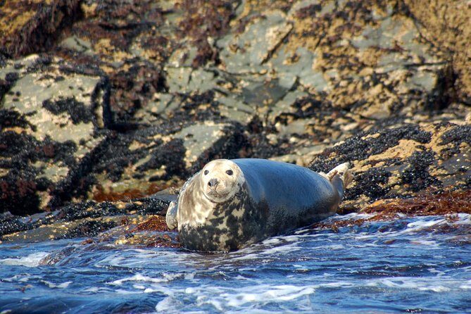 Connemara & Inishturk Island wildlife watching cruise. Private guided Full-day - FAQ