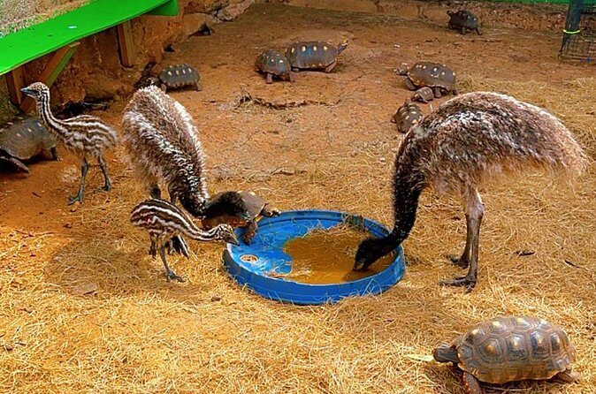 Connors Farms Petting Zoo - Food and Refreshments  