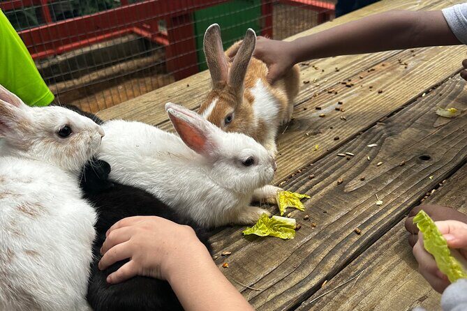 Connors Farms Petting Zoo - End of Tour and Return  
