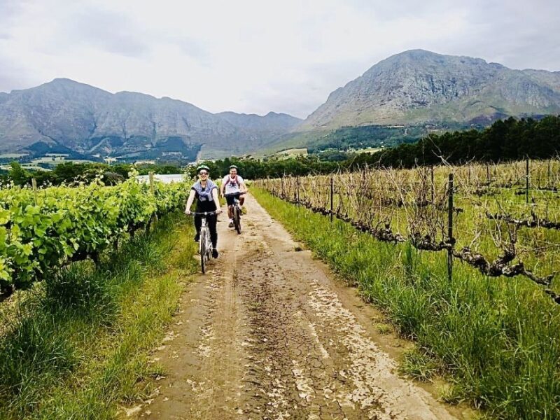 Constantia: Winelands Private Bike Tour - Cycling Through Scenic Landscapes