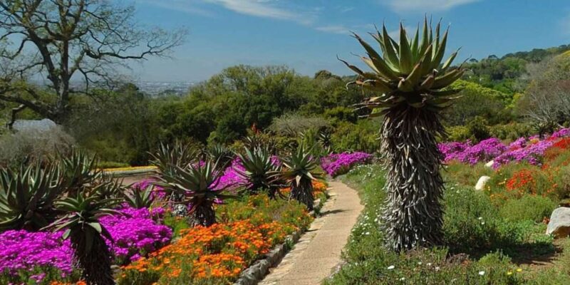 Constantia Wineries & Kirstenbosch Gardens Private Day Tour - Kirstenbosch National Botanical Garden
