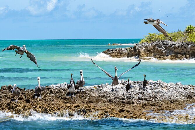 Contoy Island Tour with Untouched Paradise and Beach Day - FAQ