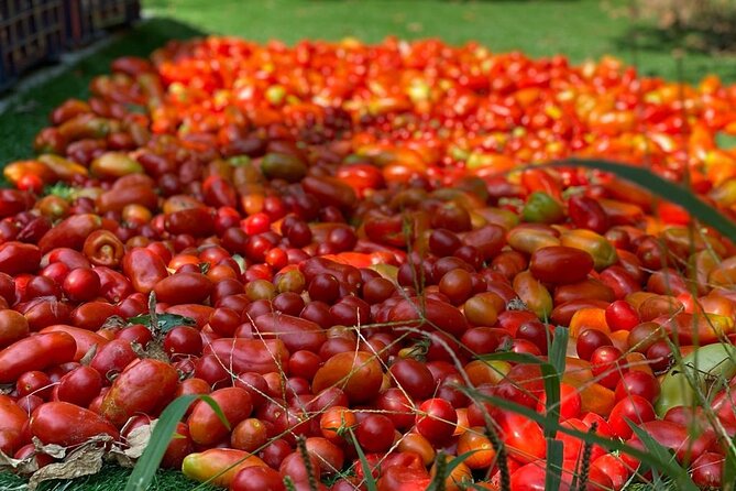 Cook and Eat in the Citrus Grove in Sorrento - Pricing and Discounts