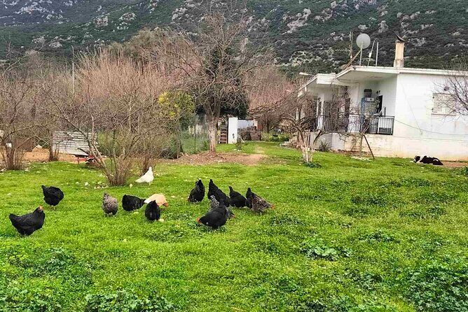 Cooking Class at Alexandras Farm in Ypati Thermal Springs - Who Should Consider This Tour?