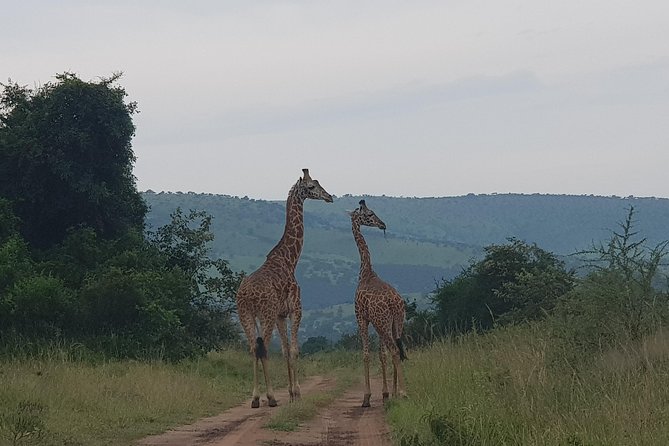 Cool Share Day Akagera Game Drive, Daily Depart, Boat Ride, Lunch - Dining and Refreshments