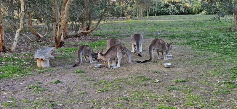 Coonawarra: Caves, Cabernet, & Kangaroos Day Tour & Lunch - Who This Tour Is Best For