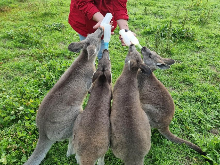 Coonawarra: Caves, Cabernet, & Kangaroos Day Tour & Lunch - Booking Information