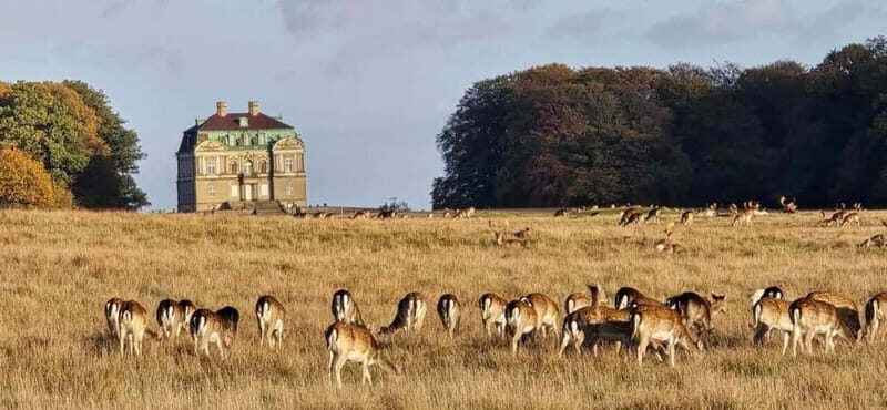 Copenhagen: Guided Tour Deer Park in Klampenborg - A Closer Look: What You Can Expect from the Tour