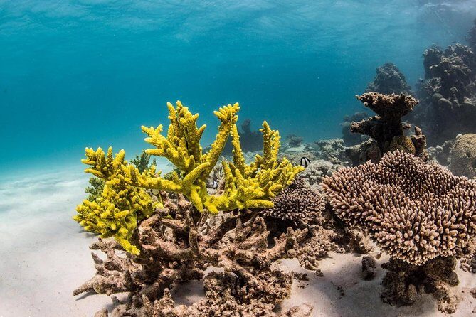 Coral Bay 1-Hour Coral Viewing - Authentic Experiences and Honest Reviews