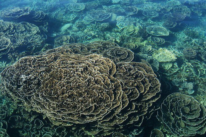 Coral Bay 2-Hour Coral Viewing and Snorkeling - What You Can Expect on This Reef Adventure