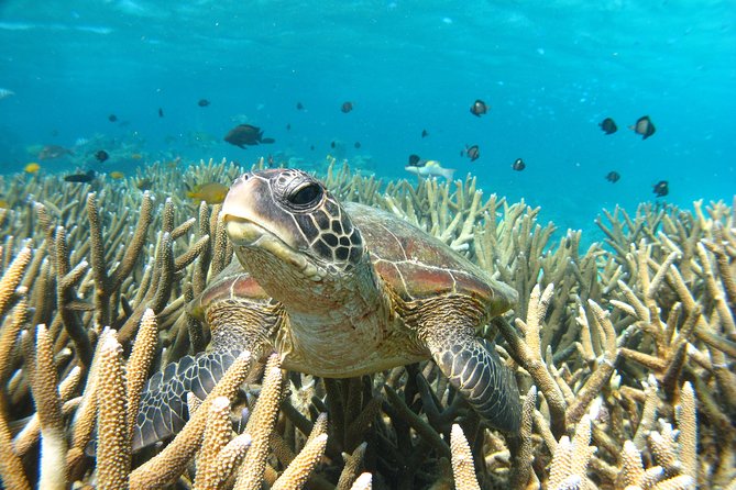 Coral Bay 3-Hour Turtle Ecotour - Meeting and Pickup Details