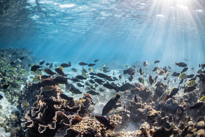 Coral Bay 3-Hour Turtle Ecotour - Customer Reviews and Feedback