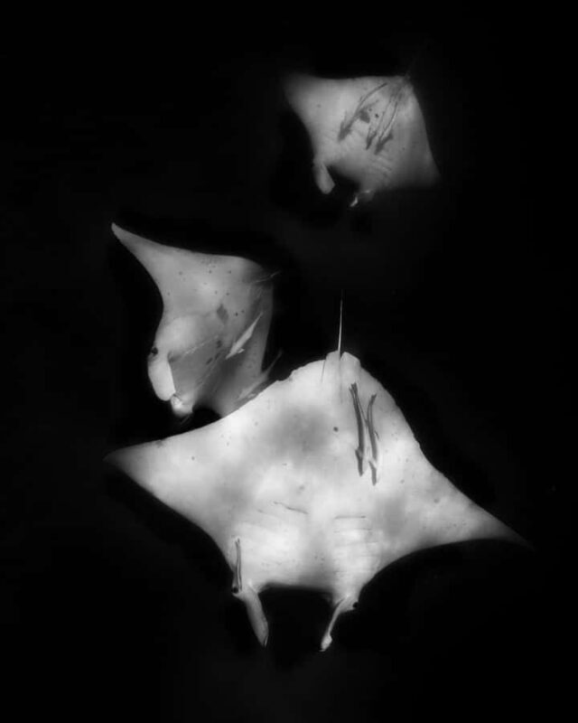 Coral Bay: Half Day Ningaloo Reef Adventure with Manta Rays - An In-Depth Look at the Experience