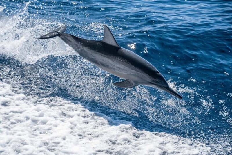 Coral Bay: Half Day Ningaloo Reef Adventure with Manta Rays - FAQ