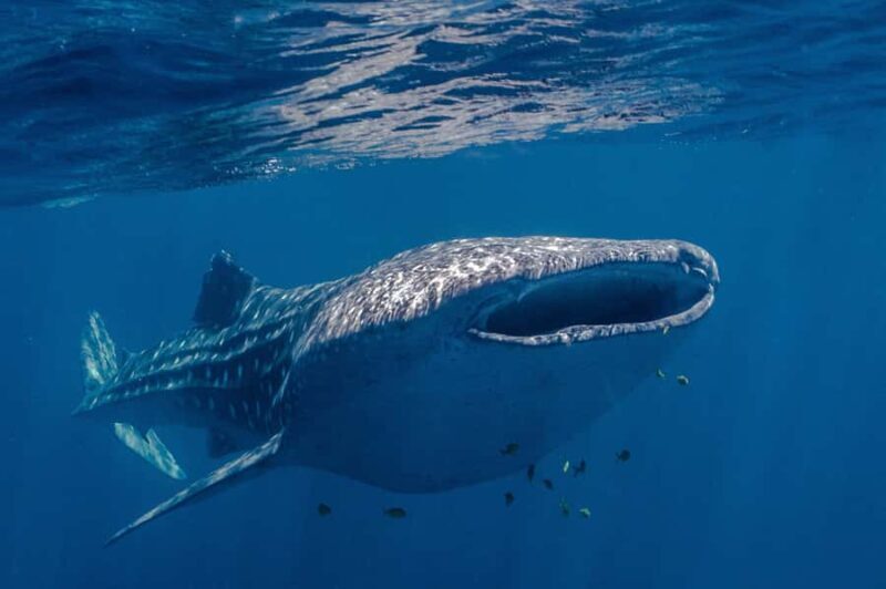 Coral Bay: Ningaloo Reef Swim and Snorkel with Whale Sharks - Key Points