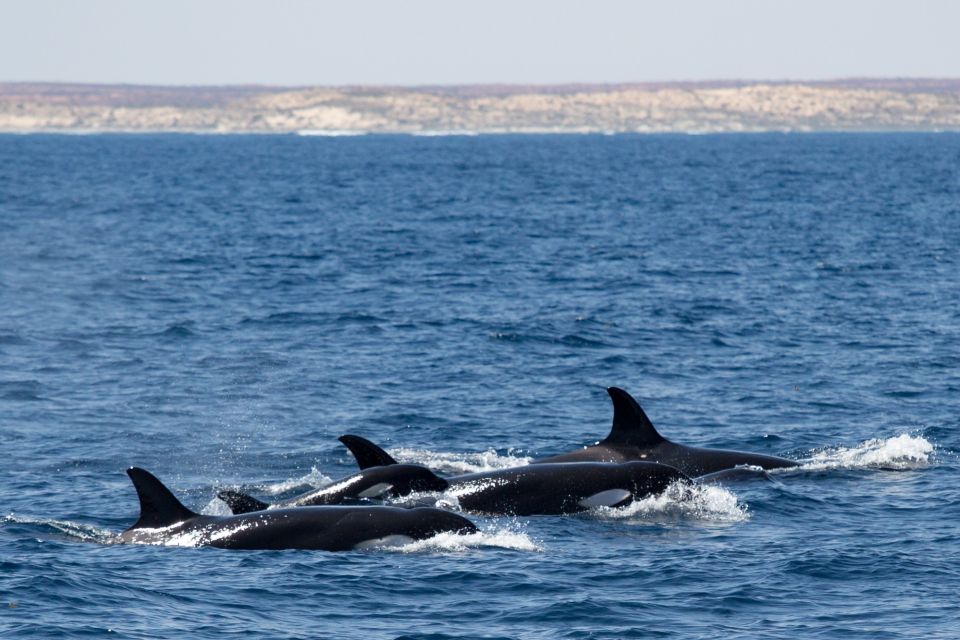 Coral Bay: Ningaloo Reef Swim and Snorkel With Whale Sharks - Key Points