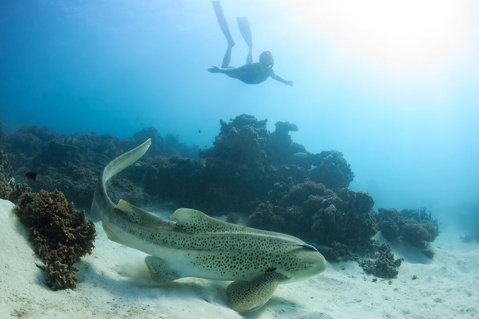 Coral Bay: Ningaloo Reef Swim and Snorkel With Whale Sharks - Booking Information