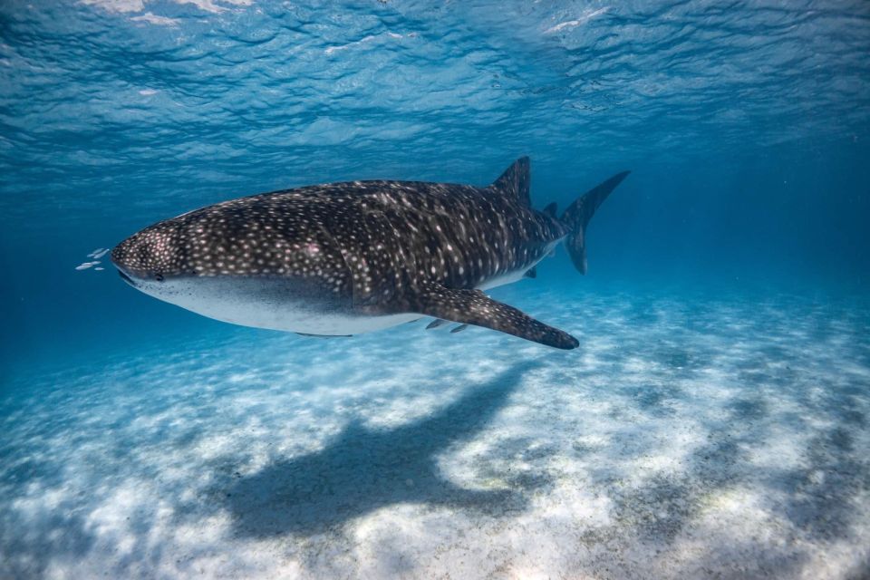 Coral Bay: Ningaloo Reef Swim and Snorkel With Whale Sharks - Tour Experience