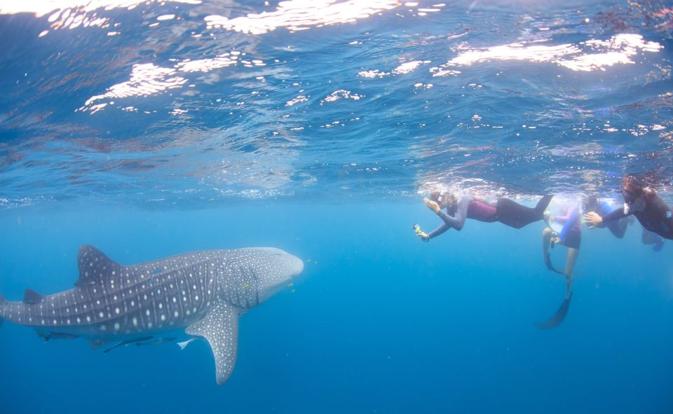 Coral Bay: Ningaloo Reef Swim and Snorkel With Whale Sharks - Important Information