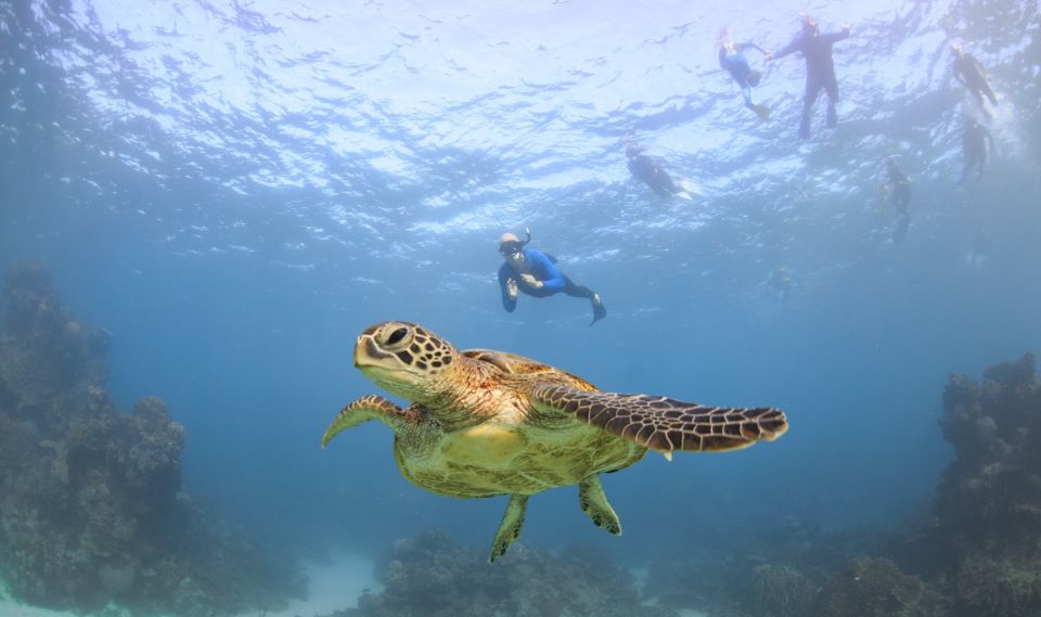Coral Bay: Ningaloo Reef Swim and Snorkel With Whale Sharks - Customer Reviews