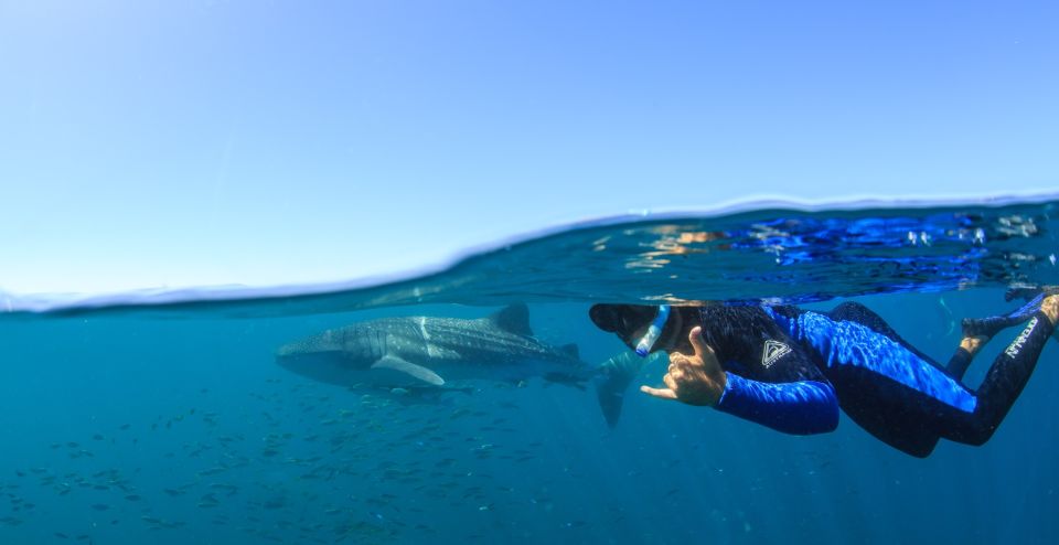 Coral Bay: Ningaloo Reef Swim and Snorkel With Whale Sharks - Directions