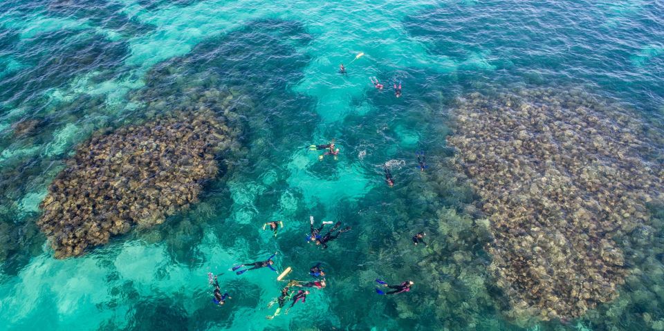 Coral Bay: Ningaloo Reef Swim and Snorkel With Whale Sharks - Recap