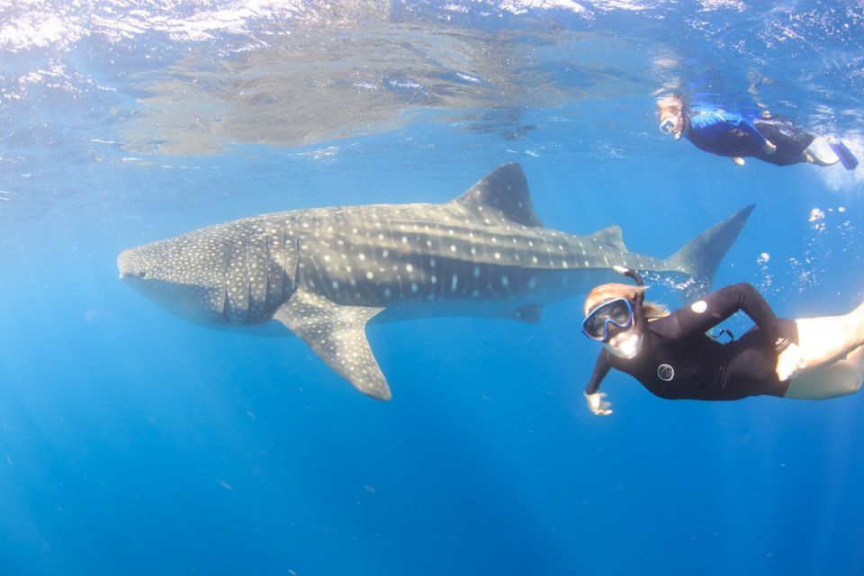 Coral Bay: Ningaloo Reef Swim and Snorkel With Whale Sharks - Frequently Asked Questions