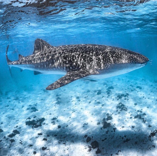 Coral Bay: Ningaloo Reef Swim and Snorkel With Whale Sharks - Recap