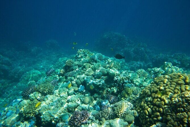 Coral Nursery Snorkeling Eco Adventure in La Paz - Who Should Consider This Tour?