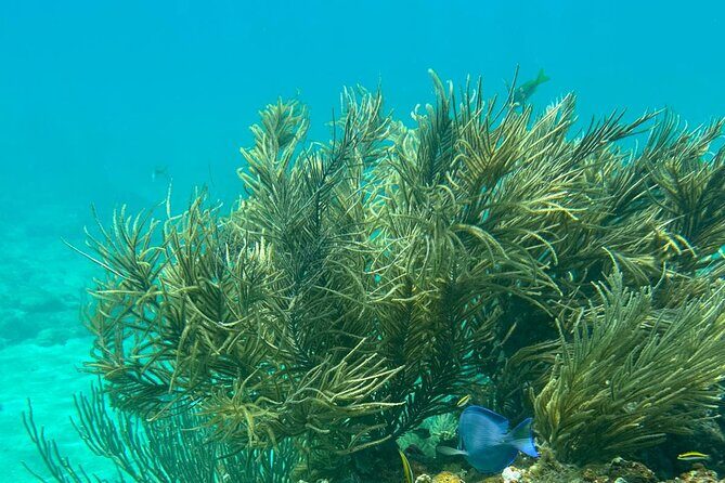 Coral Reef and Sea Turtle Snorkeling Experience - Authentic and Personalized Experience