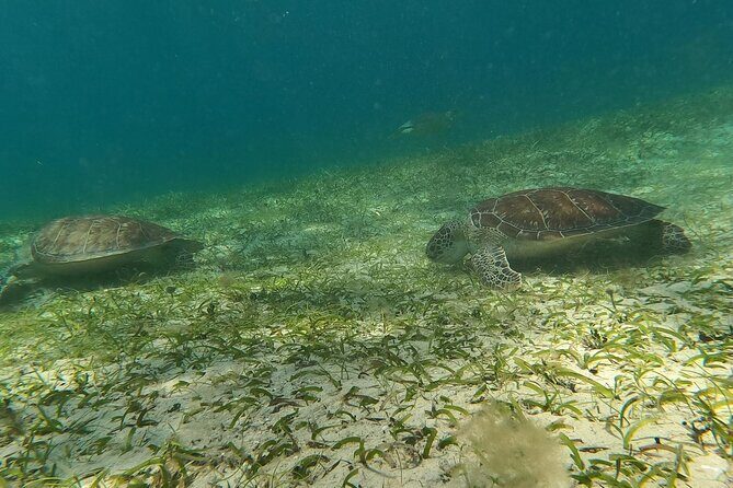 Coral Reef and Sea Turtle Snorkeling Experience - Practical Considerations