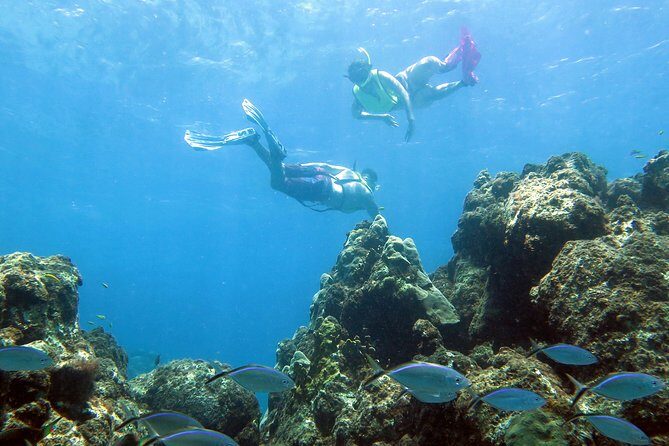 Coral Reef and Turtle Discovery Tour - Exploring the Coral Reef and Turtle Discovery Tour in St Thomas