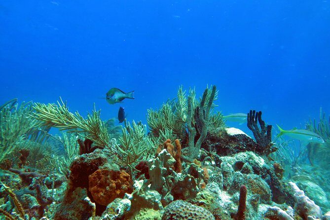 Coral Reef and Turtle Discovery Tour - An In-Depth Look at the Experience