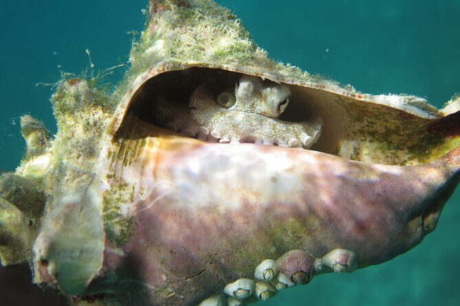 Coral Reef and Turtle Kayak Excursion - Who Will Love This Tour?