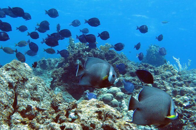 Coral Reef and Turtle Kayak Excursion - Final Thoughts