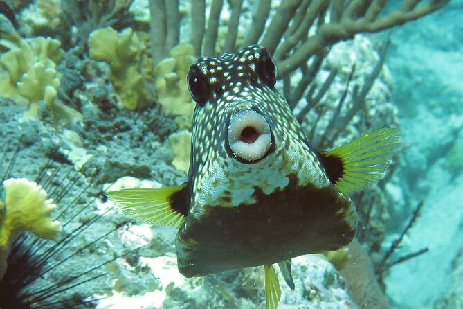 Coral Reef and Turtle Kayak Excursion - FAQs