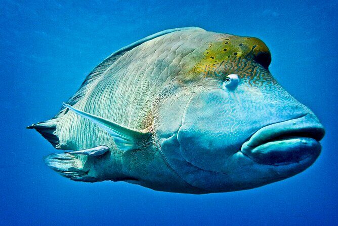 Coral Sea Dreaming Overnight Dive, Snorkel and Sail - Why This Tour Stands Out