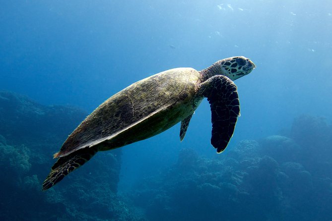 Coral Sea Dreaming: Overnight Dive, Snorkel & Sail From Cairns - Customer Reviews