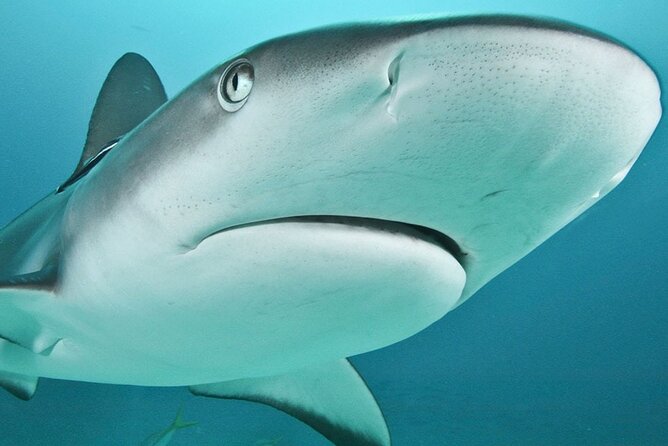 Coral Sea Dreaming: Overnight Dive, Snorkel & Sail From Cairns - Booking Information