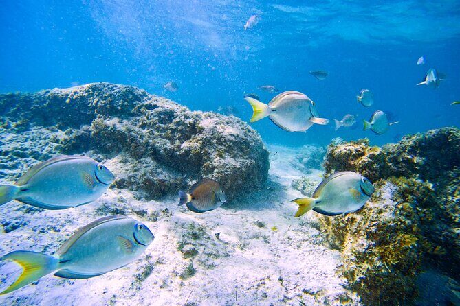 Coral Snorkeling Private Tour in Punta Cana with Seafood Lunch - Practical Tips for Participants