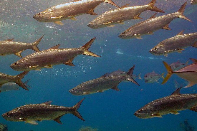 Coral World Ocean Park General Admission Ticket - Overall Value and Who It’s Best For