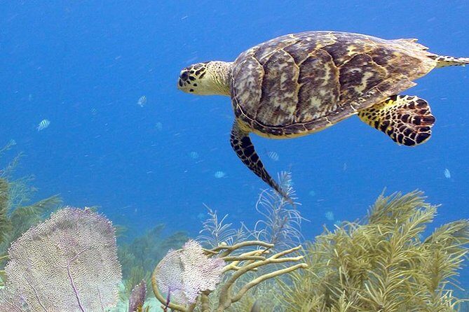 Coral World Ocean Park General Admission Ticket - Frequently Asked Questions