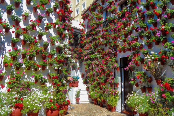 Córdoba: Guided Tour of the Patios - The Sum Up