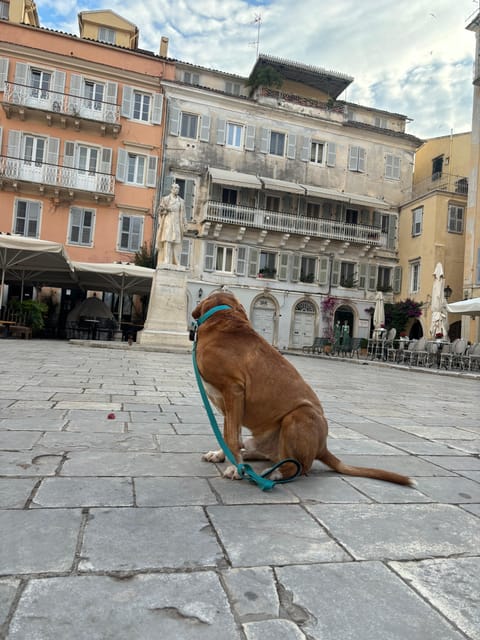 Corfu: Dog Sightseeing Tour - Why Choose the Corfu Dog Sightseeing Tour?