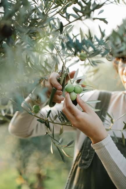 Corfu: Organic Farm and Olive Oil Tasting Tour - Key Points